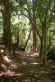 tiju10.jpg (35945 bytes) Caminho da Saudade, uma das trilhas da floresta - Foto de Jos Conde da Rocha