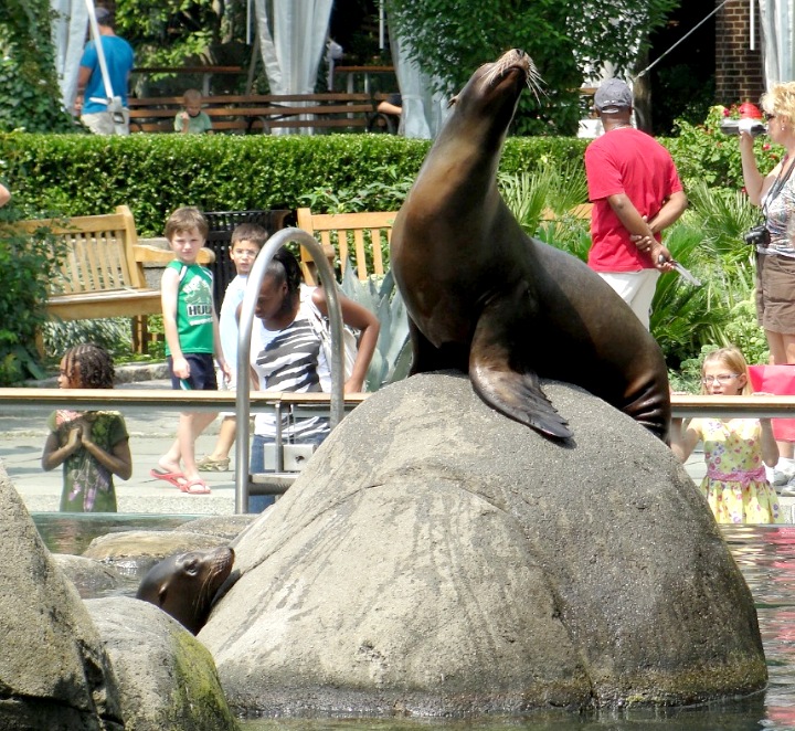 Leo Marinho no Central Park Zoo